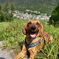 Dog Sitter in zona APRICA