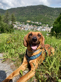 Dog Sitter in zona APRICA