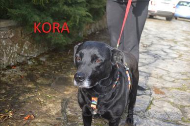 Kora 5 anni