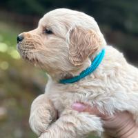 Cuccioli di Gilden Retriever americani pedigree