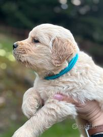 Cuccioli di Gilden Retriever americani pedigree