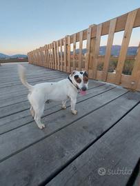 Jack Russell per monta