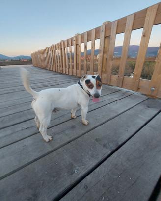 Jack Russell per monta