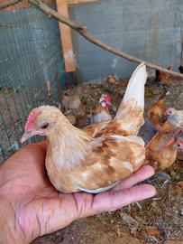 galline olandesine nane