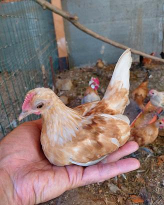 galline olandesine nane