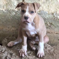 Cuccioli Pitbull