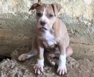 Cuccioli Pitbull