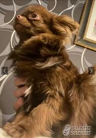 Stalloncino chihuahua