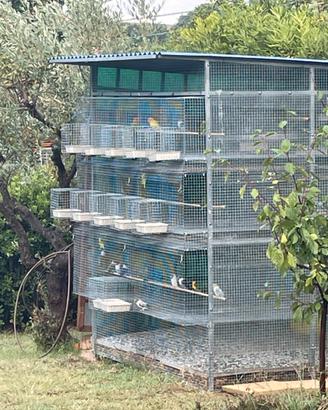 Pappagalli inseparabili personata