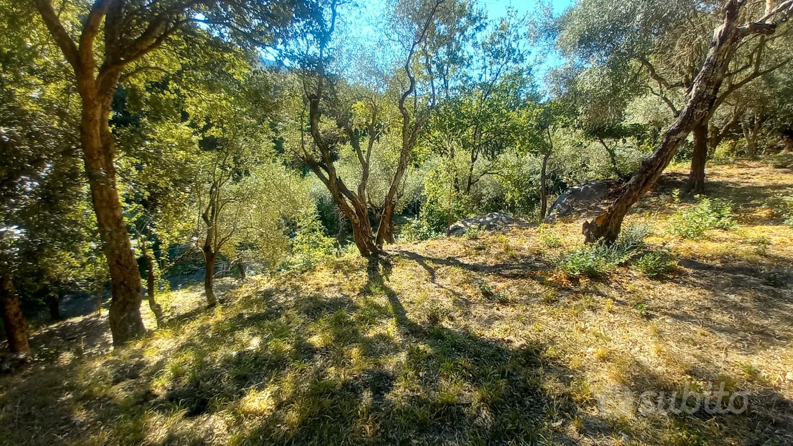 Terreno con uliveto e ruscello vicino a Cuglieri - Vista 3