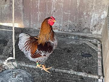 Cocincina nana e wyandotte nana