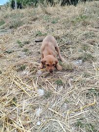 Due cuccioli simil segugi