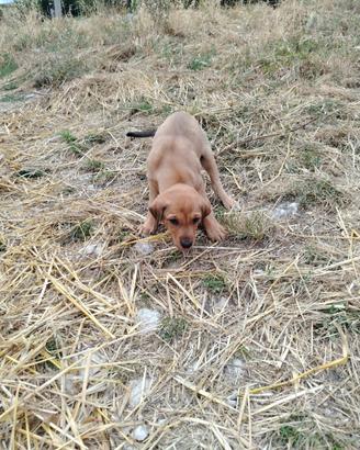 Due cuccioli simil segugi