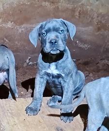 Cuccioli di Cane Corso