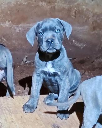 Cuccioli di Cane Corso