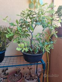Pre-Bonsai Quercia Roverella