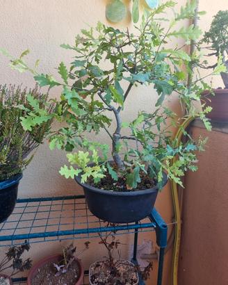 Pre-Bonsai Quercia Roverella