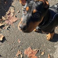 Milano cucciolo 5 mesi