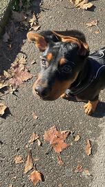 Milano cucciolo 5 mesi