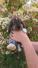 Coniglio ariete cucciolo