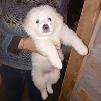 Cuccioli di pastore maremmano abruzzese