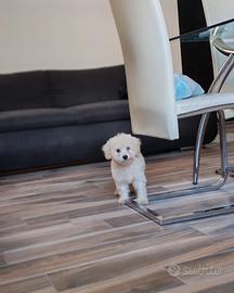 Maltipoo maschietto