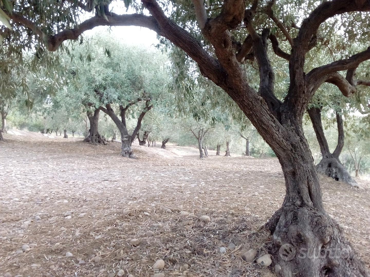 Terreno agricolo - Vista 4