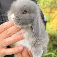 Conigli ariete nano cuccioli