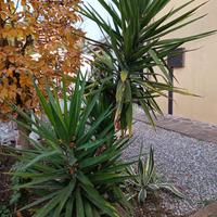 X ESTERNO IN VASO EURO 39 ALTE METRI 2.50