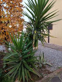 X ESTERNO IN VASO EURO 39 ALTE METRI 2.50