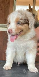 Vendita cuccioli austalian shepherd