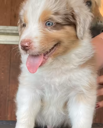 Vendita cuccioli austalian shepherd