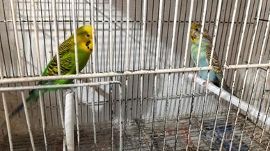 Cocorita