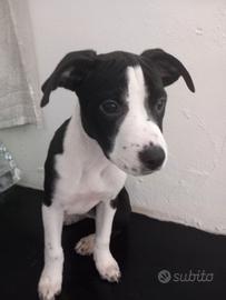 Incrocio di reed nous e simil labrador