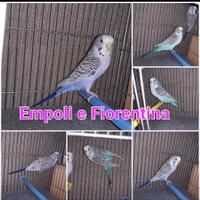 Coppia cocorite clearbody