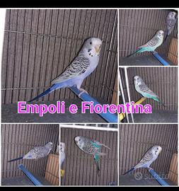 Coppia cocorite clearbody