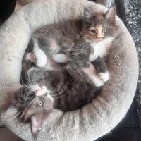 Cuccioli Maine Coon