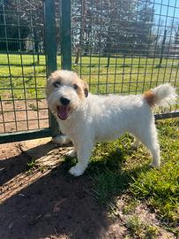 Jack Russell Femmina Adozione