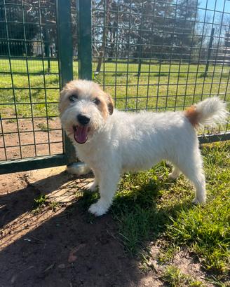 Jack Russell Femmina Adozione