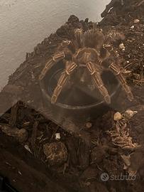 Apholopelma seemanni tarantola