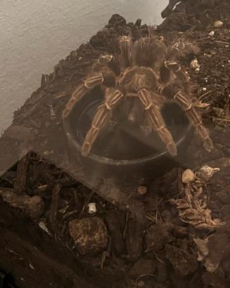 Apholopelma seemanni tarantola