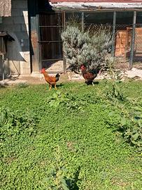 Galli domestici