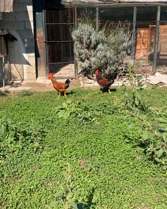 Galli domestici