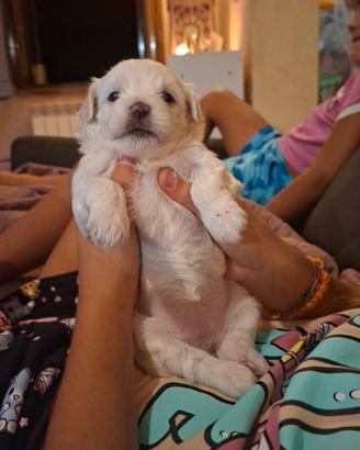 Cuccioli maltese