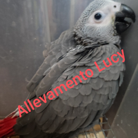 Pappagalli allevati a mano