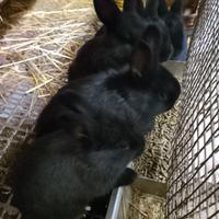 Conigli incrocio California e blu di Vienna