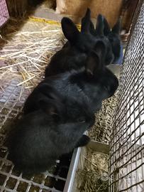 Conigli incrocio California e blu di Vienna