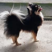 Chihuahua maschio per monta