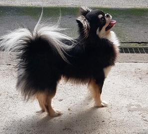 Chihuahua maschio per monta