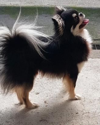 Chihuahua maschio per monta